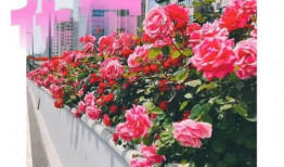 摘花视频,摘花视频背后的温馨故事